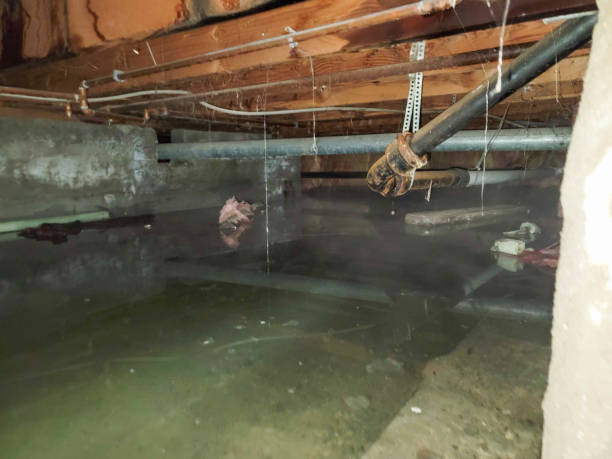 Best Professional water damage repair  in Loma Ri, CA