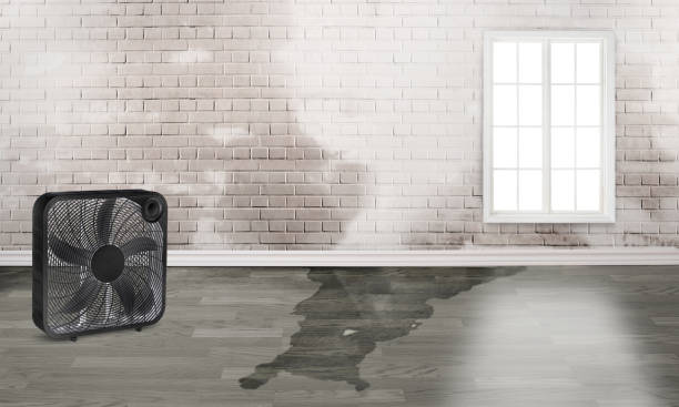 Best Mold removal after water damage  in Loma Ri, CA
